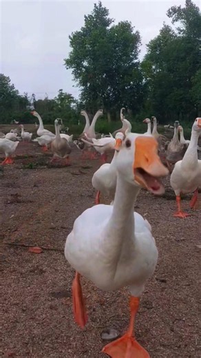 🦢 Peaceful Countryside Morning: Geese Calling for Fresh Greens 🌿