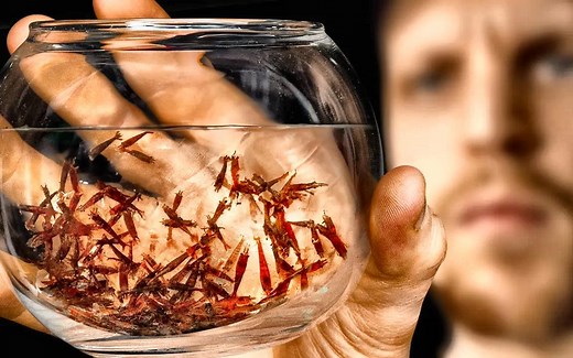 [SerpaDesign] 我的虾复制了4年，这发生了