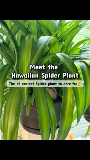 Meet the Hawaiian Spider Plant: