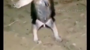 T Pose anteater meme