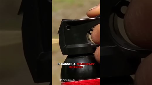 How bear spray can save you during a bear attack in the wild