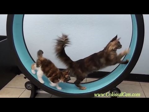 One Fast Cat Exercise Wheel; Colossal Cats Maine Coons