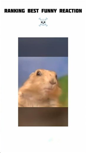 RANKING BEST FUNNY MOVEMENTS OF ANIMAL 😂