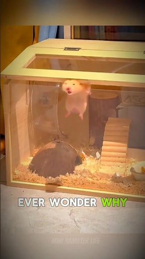 Why Does Your Hamster Keep Escaping? The Truth Revealed! #hamster #shorts