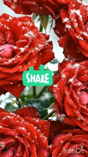 SNOW FALLING ON RED ROSES #flowers #flowergarden #plants