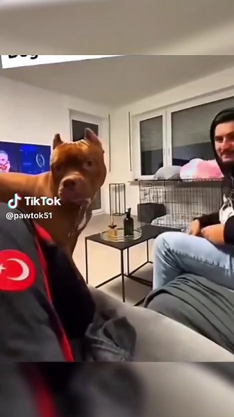 Heartwarming Dog Compilation with a Twist