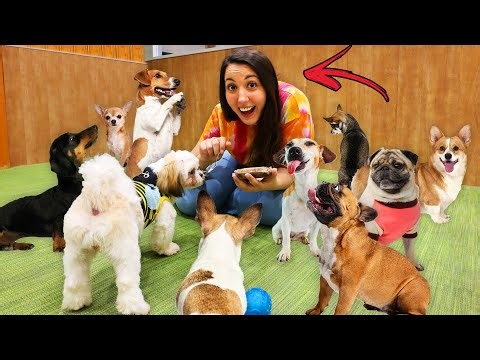 BABYSITTER DI 100 CUCCIOLI DI CANE PER 24 ORE IN GIAPPONE!