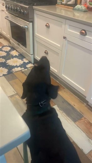 @floyds_follies Sweet boy protecting us from that scary watermelon #dog #pets 👍