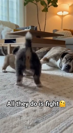 puppies fighting in front of mother dog #dogshorts #dog #puppy #puppylove