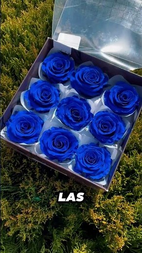 The artificial technique to turn a white rose blue 😲