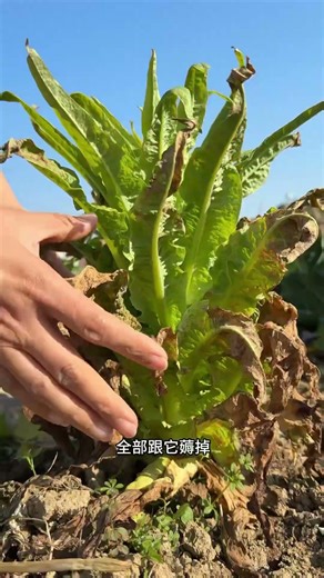 How do rural lettuce grow so big and thick? #PlantingTips #RuralPlanting #TeachYouATrick