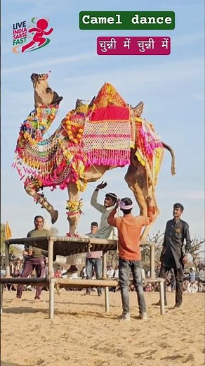 Camel Dance on Chunni Mein Song | Powerful Camel Moves | Traditional Camel Show