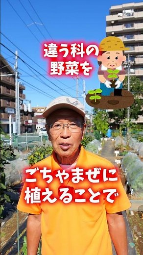 レタスとアブラナ科の混植栽培のコツ！コンパニオンプランツについて解説【農園ライフ】#shorts