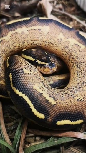 Freeway ball python #reptileroom #reptiles #ballpython #morphs #freeway