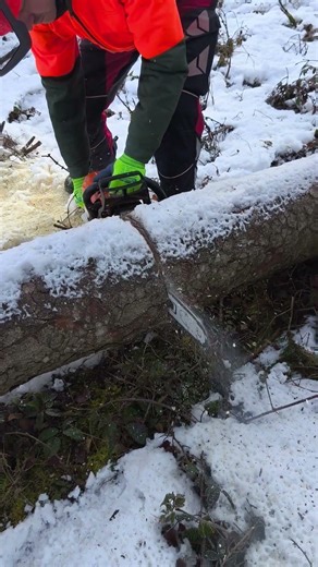 Glück gehabt..Druckseite war nicht eingeschnitten und Stamm ist nicht aufgerissen 🪚 #motorsägenkurs