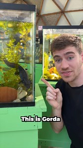 The Worlds Most Famous Axolotl! | CoralFish12g