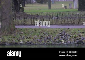 ducks flying towards a body of water Stock Video Footage - Alamy