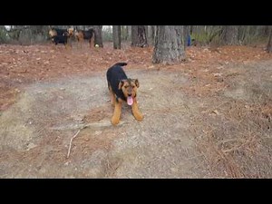 Airedale Terrier Puppies for Sale Video - S & S Family Airedales - Pack Walk Airedale Puppies