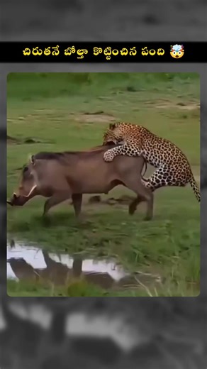 పంది vs చిరుత పులి 😱 ఎవరూ ఊహించని క్లైమాక్స్! 🐊