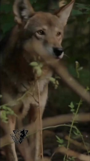 Red Wolf Howling in Nature - Lobo Rojo de Aullando en la Naturaleza