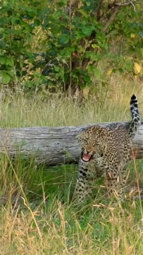 Leopard Vs Hyena #wildlife #masaimaranationalpark #nature #leopard