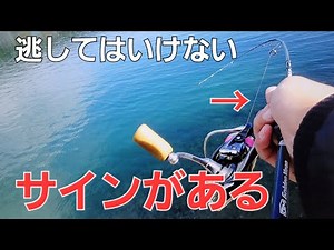[Strength decreases] Timing of Ajing line. PE replacement guideline & 100cm Ajing line