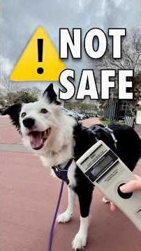 Why Your Dog’s Microchip Might Be Useless