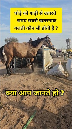 Do you know what is the most dangerous mistake when unloading a horse from a cart?