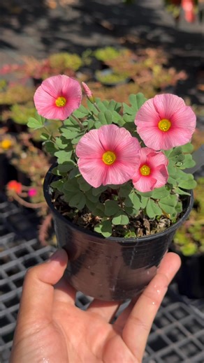 Oxalis obtusa 'blush' | O2 garden