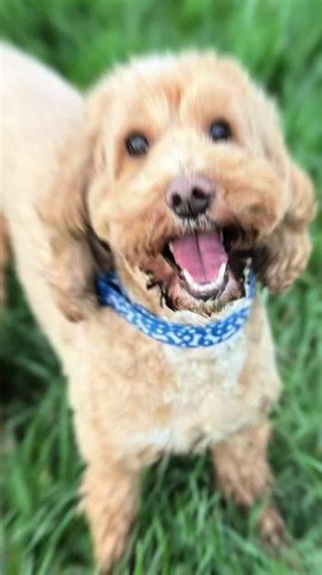 The most handsome boy 🩵🩵🩵#fyp #cockapoo #dogsoftiktok #happiness