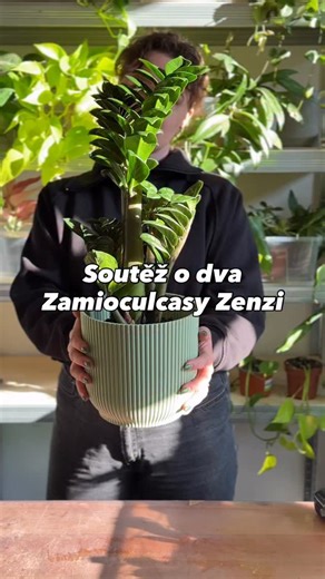 Lucie Pluhařová | 🎁 Soutěž o mého kytkooblíbence - trpasličí zamioculcas, v mém substrátu pro sukulenty a rovnou dva kousky! CZ&SK. Jeden výherce na FB a... | Instagram