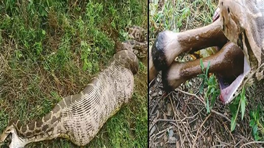 కొండచిలువ కడుపు నుండి వింత శబ్దాలు.. భయభ్రాంతులకు గురైన జనం.. వీడియో చూస్తే షాక్!