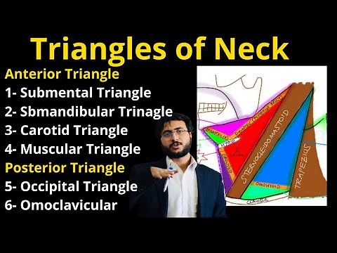 Triangles of Neck | Head and Neck #trianglesofneck