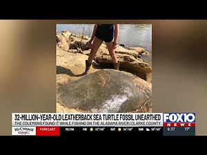 ‘It is beyond one-in-a-million’: Family discovers 32-million-year old turtle fossil in Clarke Cou...