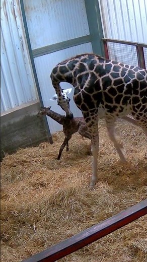 The first few steps taken by new giraffe calf - full video on our profile