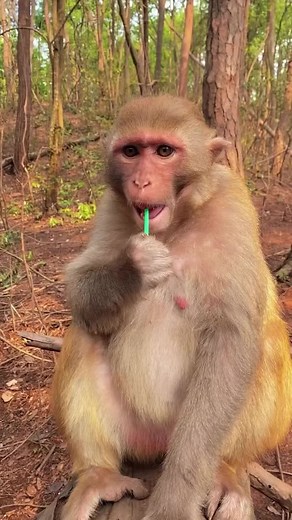 #monyetlucu #hiburan #fypage