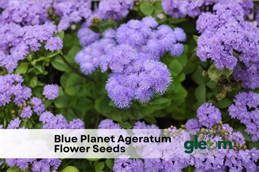 500 Blue Ageratum Flower Seeds: Fluffy Blue Blooms - Etsy