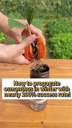 How to propagate osmanthus in winter with nearly 100% success rate! #planting #planttips #agriculture #cuttings #garden
