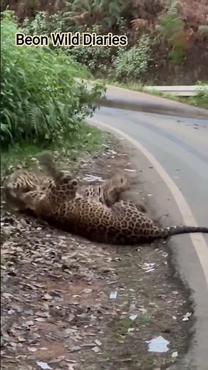 Panthera pardus Sleek stealthy leopards.Solitary Hunters Thrive in forests Iconic India’s wildlife.