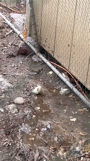 Mink in the Chicken Coop #mink #maine #chickens