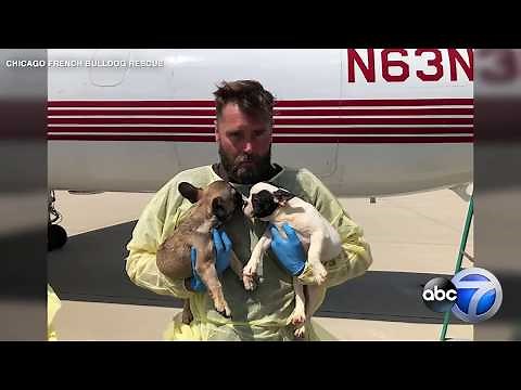 23 French bulldog puppies rescued from Texas brought to Chicago for adoption
