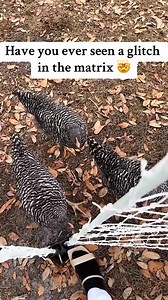 14K views · 149 reactions | A strange glitch in the Matrix? Woman...