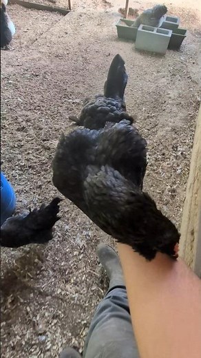 Where Am I Bringing This Hen To?