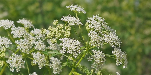 State forestry officials raising awareness for poison hemlock