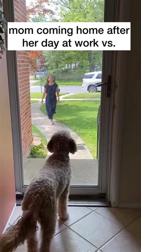 21M views · 308K reactions | This doesn’t seem fair | Bentley The Goldendoodle | Facebook