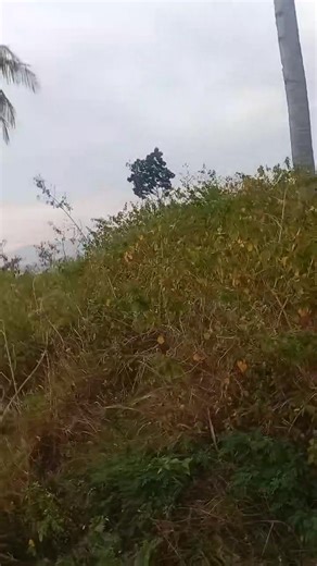 💥Overlooking Lot for sale Located upper lanao moalboal cebu 📍From Moalboal to upper Lanao15 minutes going to the property from the main national highway 👌Lot area 4,834sqm Overlooking property Seaview/Mountainview Flat Terrain/Landscape Property Rush sale 👌With Road right of way It's a (Private Lot) 🙌Tax declaration with Updated tax Subdivided Property but nabuak na siya nga lot with own Sketchplan (Done Survey) For survey approval na sa DENR 👌Direct to the seller #fbyシvideo #everyonehighl
