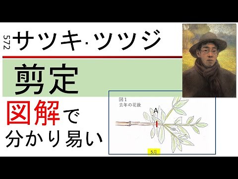 572 Illustrated pruning of azaleas, Satsuki, Tutuji
