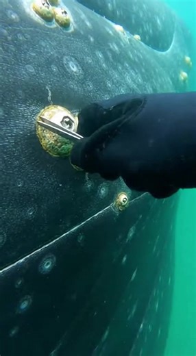Unveiling Dense Whale Barnacles: A Unique Underwater Twist