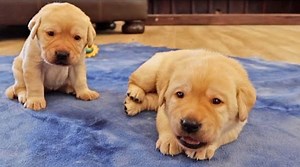 Labrador Puppies Explore The Living Room! | Life With Labradors
