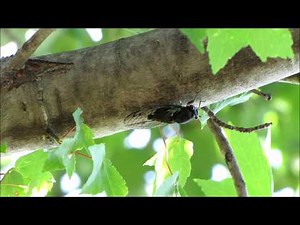 Neotibicen lyricen song (stimulated)